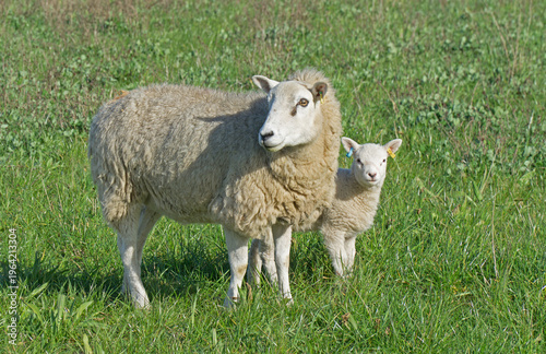 Sheep in field Ewe and Lamb
