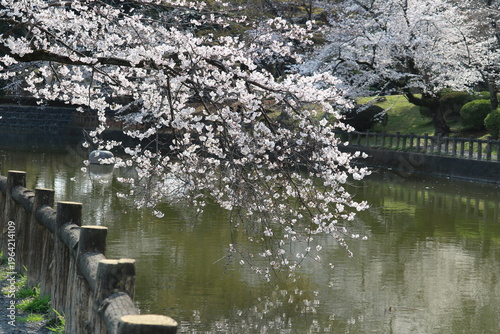 満開の桜　春の日