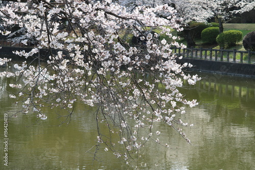 満開の桜　春の日