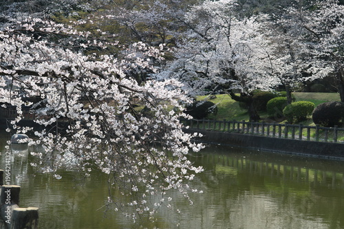 満開の桜　春の日