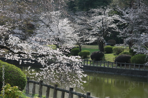 満開の桜　春の日