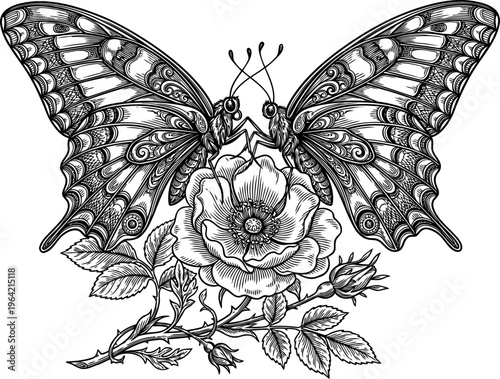 Decorative butterfly with patterned wings illustration
