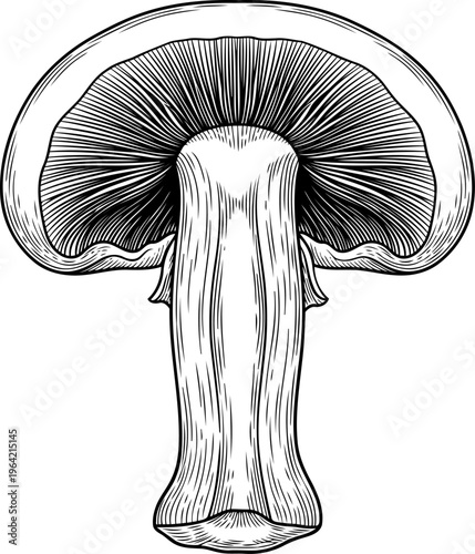 Detailed woodcut illustration of a mushroom cross-section showing gills