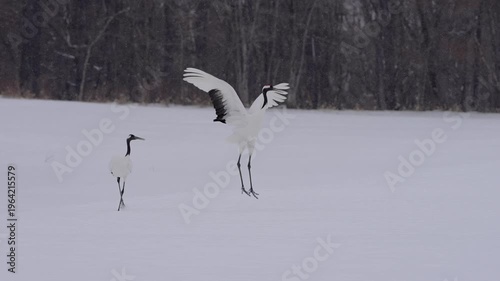 Endangered red crowned crane mating ritual dancing in slow motion in snowing field