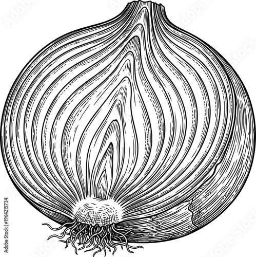 Onion cross-section showing internal layers detailed woodcut