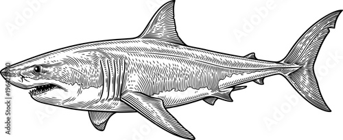 Shark swimming underwater in vintage etching style