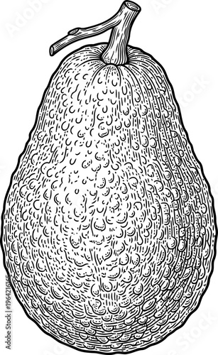 Textured whole avocado fruit with stem in detailed line art