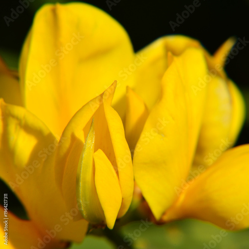 Fotografía A close-up of the natural beauty of the flowers of Spartium junceum, which brighten up spring days
