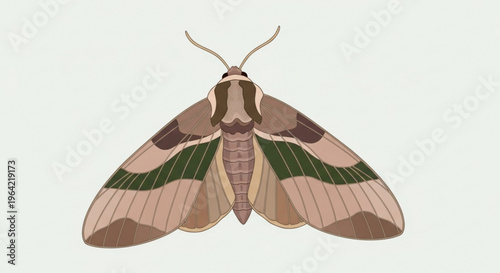 Detailed illustration of a moth with green brown and pink wings on a light background