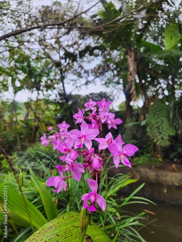 Beautiful pink ground orchid flowers blooming in a tropical garden. Scientifically known as Spathoglottis plicata, this ornamental orchid is popular for landscaping, exotic plant, and nature concepts.