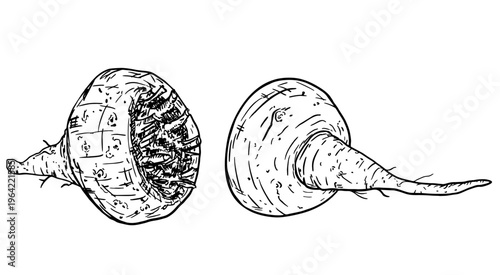 Maca root with leaves sketch illustration. Hand drawn engraved Maca Peruvian tuber superfood. Healthy food. Peruvian ginseng or Maca. Organic seasoning, condiment ingredient. Isolated on white