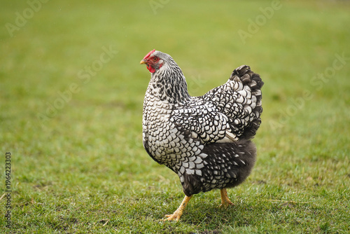 Wyandotte Hen Standing on Grass in Natural Outdoor Setting