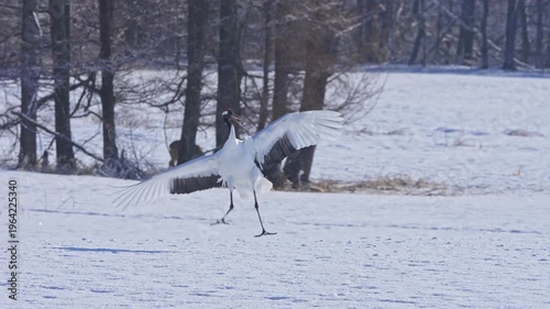 Endangered red crowned crane mating ritual behaviour
