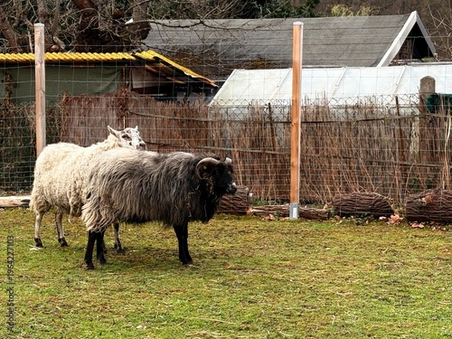 Group of farm animals, sheep grazing together on a green field outdoors