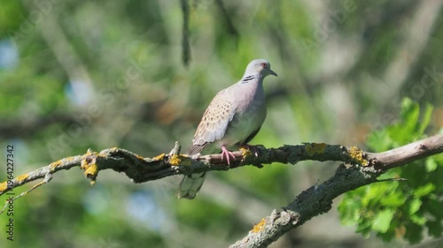 European turtle dove (Streptopelia turtur) taking off from a branch