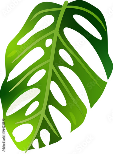 Fresh Green Monstera Leaves Isolated PNG Summer Vibes 