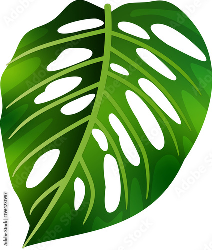 Fresh Green Monstera Leaves Isolated PNG Summer Vibes 