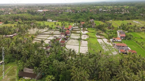 4K drone footage of Ubud, Bali: lush green rice terraces, tropical jungle and traditional landscapes under bright daylight. Perfect for travel, nature, culture and tropical destination projects.