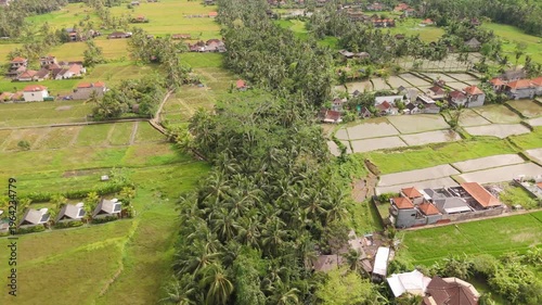 4K drone footage of Ubud, Bali: lush green rice terraces, tropical jungle and traditional landscapes under bright daylight. Perfect for travel, nature, culture and tropical destination projects.