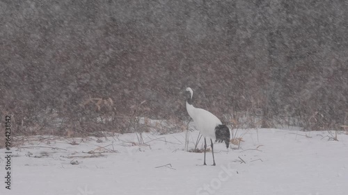 Red crowned crane in a heavy snow storm.