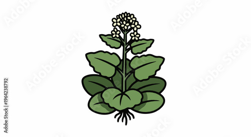 Stylized illustration of a flowering plant with green leaves and small white blossoms