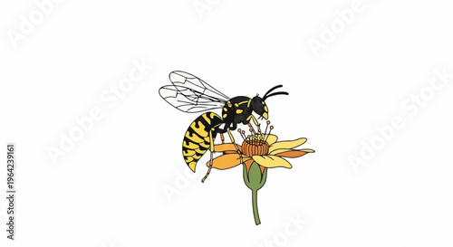 Yellow jacket insect collecting nectar from an orange and yellow flower