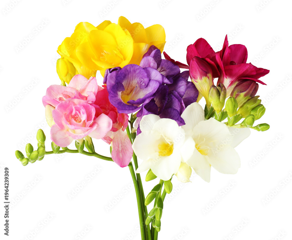 Fototapeta premium Many beautiful freesia flowers isolated on white