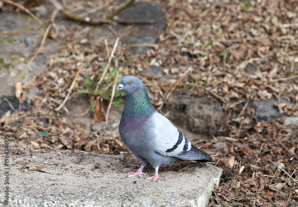 Fototapeta premium Pigeon Standing Outdoors on Concrete