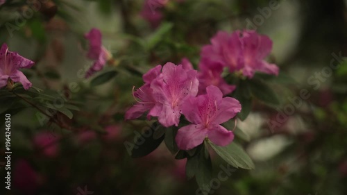 The first flowers of rhododendron in spring. 4k 25 fps
