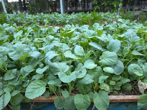 Vibrant green leaves fill the frame with lush vitality