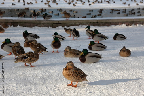 ducks in the snow