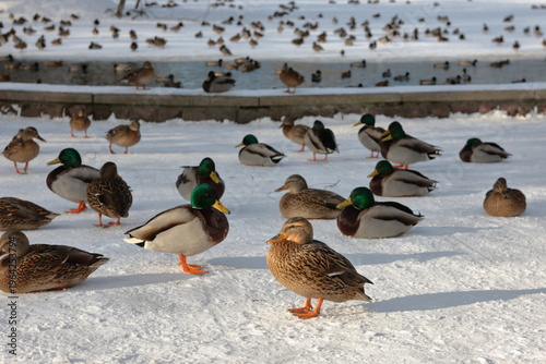 ducks on ice