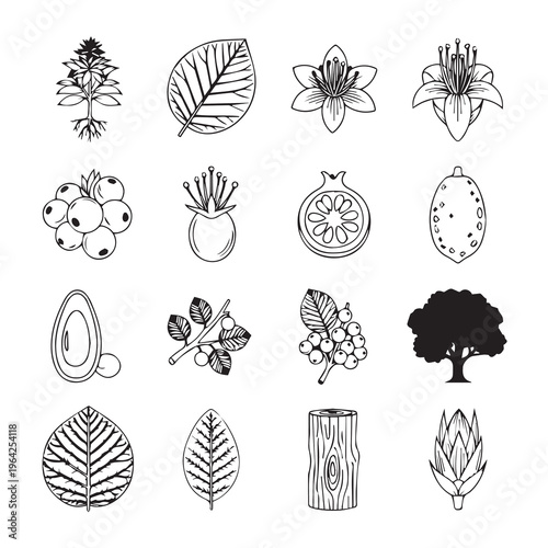 Botanical Elements Collection: Hand-drawn Flora Fruits and Tree Icons for Natural Design