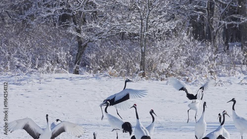 Red crowned crane behaviour in a snow field in Hokkaido.