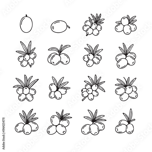 Sea Buckthorn Berries Collection: Hand-Drawn Illustrations of Fruit Clusters and Single Fruits
