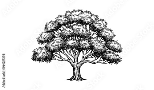 Vintage Tree Vector Illustration Classic Hand Drawn Nature Landscape Isolated Stock Image