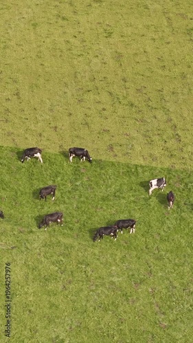Black and white cows quietly grazing on a bright green field during the daytime.