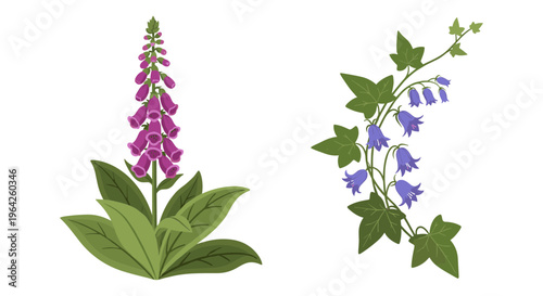 Vintage botanical vector illustrations of purple foxglove and bluebell flowers, wild woodland floral elements, garden plant set for wedding stationery