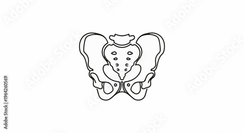 Anatomical illustration of the human pelvis bones, line art
