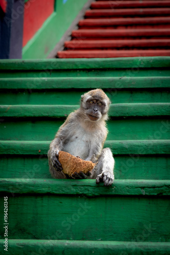 Photography Monkey in Batu Caves, Kuala Lumpur, Malaysia