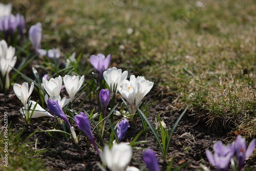 spring crocus flowers