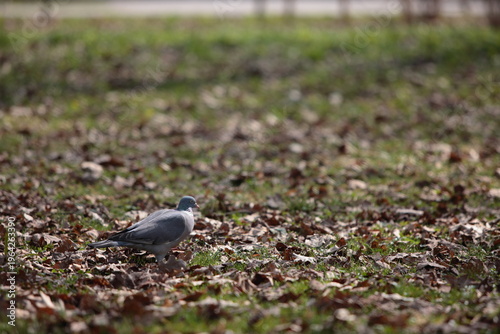 pigeon on the grass