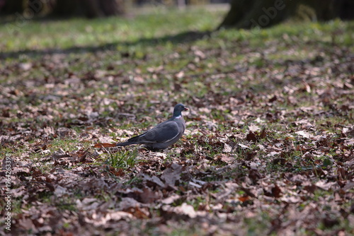 pigeon on the grass