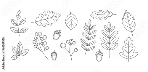 Black and white hand drawn collection of autumn leaves berries and acorns