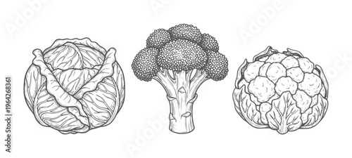 Hand drawn cabbage broccoli cauliflower vegetables food