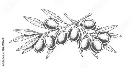Hand drawn of ripe olives a branch with leaves fruit food