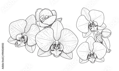 Hand drawn of phalaenopsis orchid flowers and buds botanical floral plant