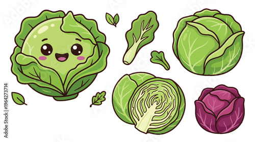 vector illustration of a green cabbage
