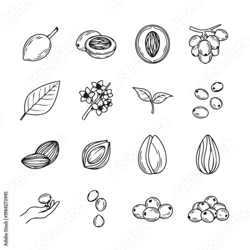 Botanical Elements: Seeds Leaves and BlossomsDetailed Hand-Drawn Illustrations