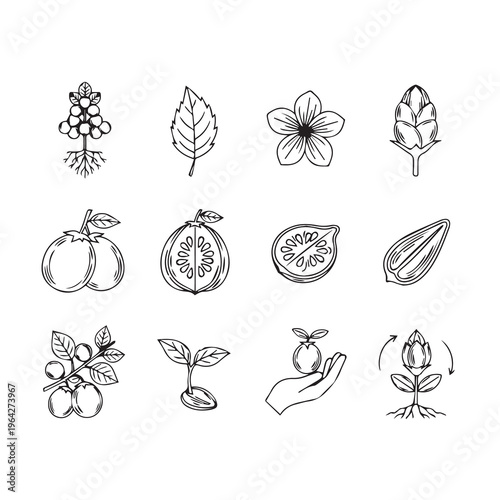 Botanical Growth Stages Icons: Seedling to Fruit Hand Holding Plant Flower Leaf Root SystemHand Drawn Sketch Style